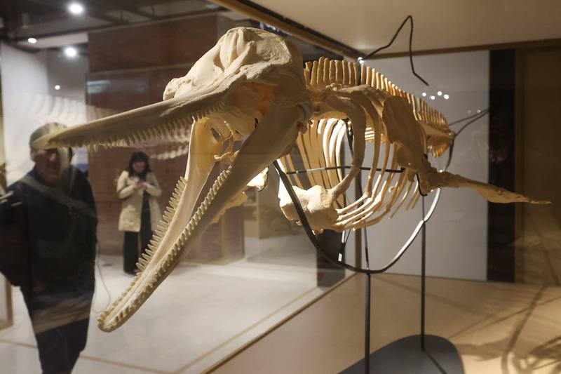 國立台灣博物館推出「第六次大滅絕？命運還是機會」特展，以自然史為主軸，結合珍貴標本與科技互動裝置，帶領民眾回顧地球五次大滅絕的歷程，現場也展出中華白海豚標本。