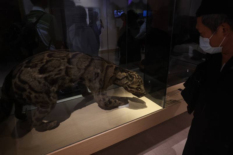 「第六次大滅絕？命運還是機會」特展將於國立台灣博物館南門館紅樓展示館登場，展期至115年11月1日，展覽集結國內重要典藏與借展標本，包括已滅絕的台灣雲豹。