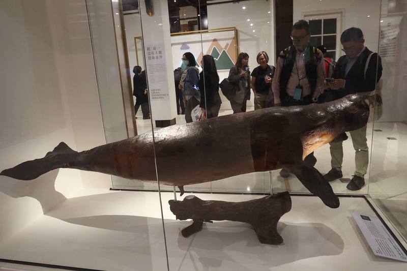 「第六次大滅絕？命運還是機會」特展開幕典禮1日下午舉行，展場精選多件國立台灣博物館珍貴典藏標本，帶領觀眾近距離觀察瀕危物種的樣貌，其中極為罕見的儒艮為展示焦點之一。