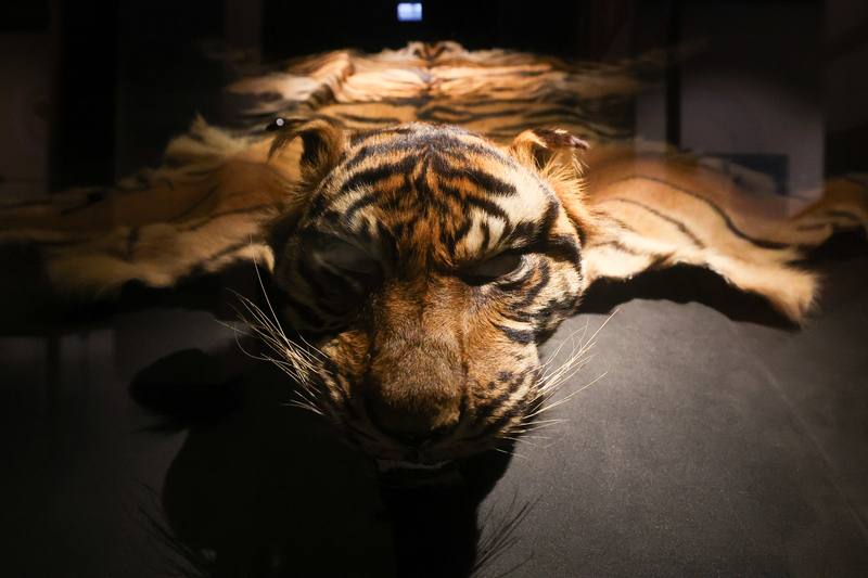 「第六次大滅絕？命運還是機會」特展2日起展出，精選多件國立台灣博物館的珍貴典藏標本，包括爪哇虎虎皮，展覽盼喚起民眾對物種棲地破壞與生存困境的關注，並體認保育行動的刻不容緩。