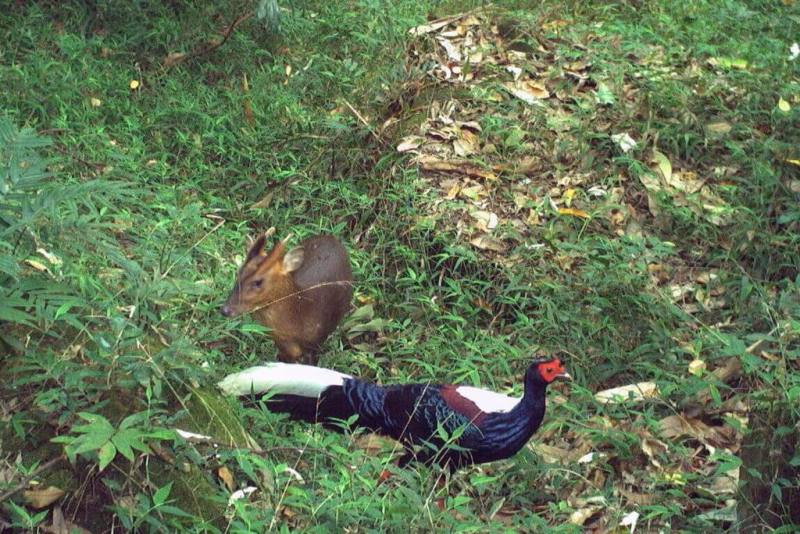 林業及自然保育署嘉義分署近日完成「野生動物長期監測」的紅外線相機影像辨識與分析，2種以上野生動物同時入鏡畫面中，山羌成為「同框王」。畫面為藍腹鷴與山羌。（林保署嘉義分署提供）