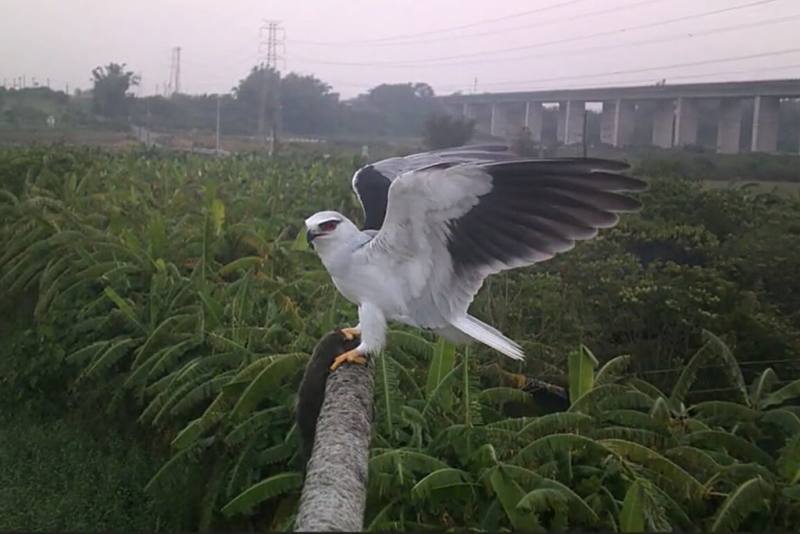 台南市政府農業局推動於重點農田區設置猛禽棲架，提供猛禽安全停棲點，防治野生動物造成危害。圖為黑翅鳶停棲並捕獲鼠類。（台南市農業局提供）