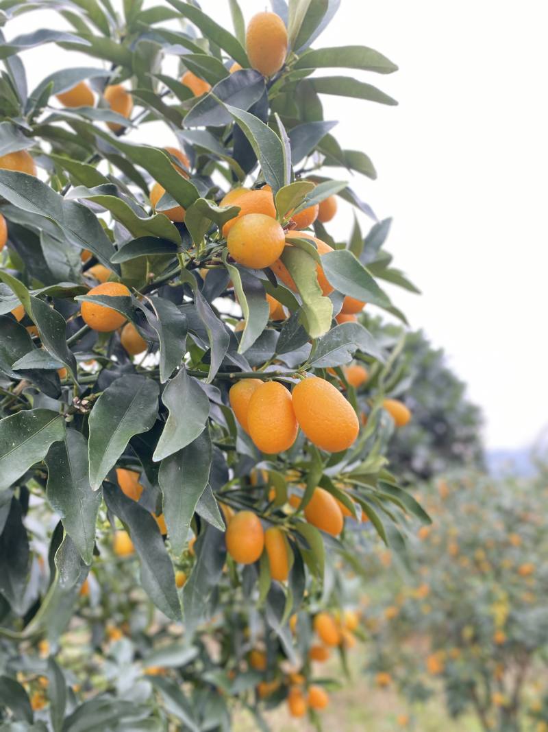 時令金柑新鮮登場