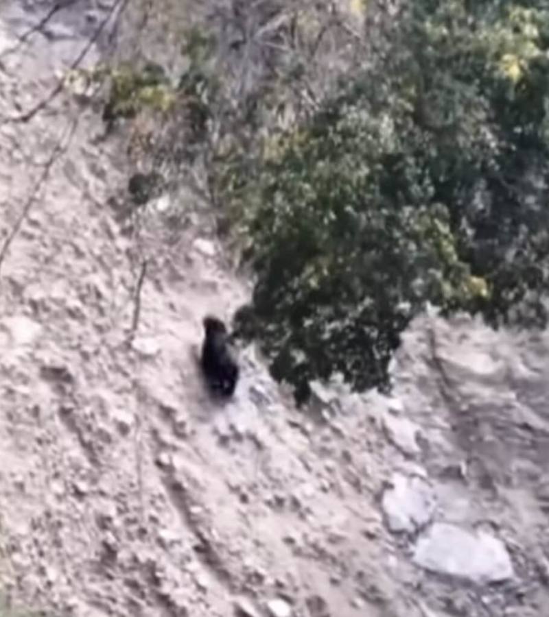 林保署南投分署6日指出，接獲民眾通報，日前在南投仁愛鄉南豐村及翠華村部落，目擊有黑熊出沒，由於2處地點皆為首次通報，分署工作人員已啟動監測及預防工作。圖為台灣黑熊於翠華村活動情形。（南投分署提供）