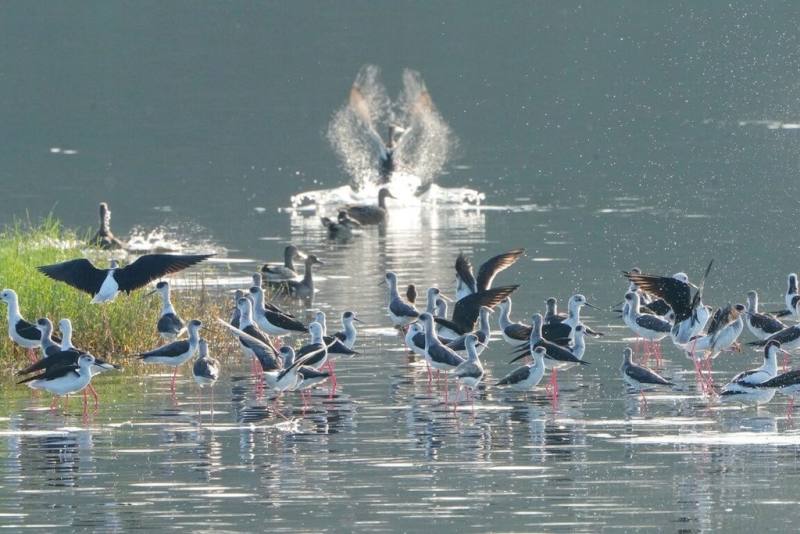 每逢秋冬季節，新竹市金城湖湧入大批候鳥群，新竹市政府6日舉辦「2025新竹市水鳥季」活動，帶領民眾感受濕地自然之美。（新竹市政府提供）