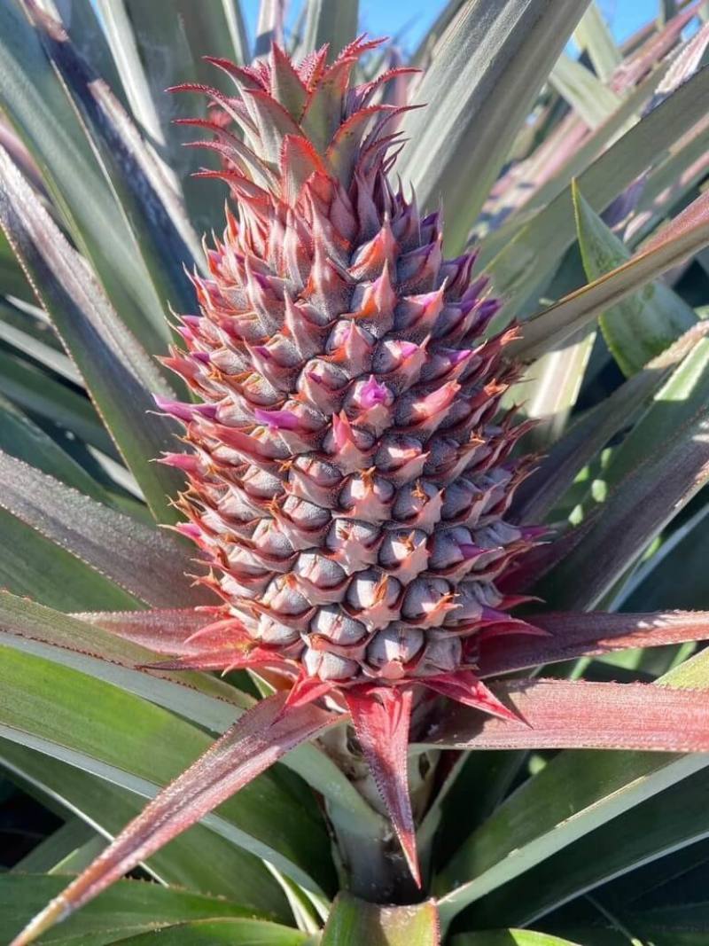 台灣是「水果王國」，各類美味水果中，有不少顛覆一般人想像的冷知識，農業部高雄區農業改良場近日揭祕，鳳梨頭其實位在果實底部，而非頂端。（農業部提供）