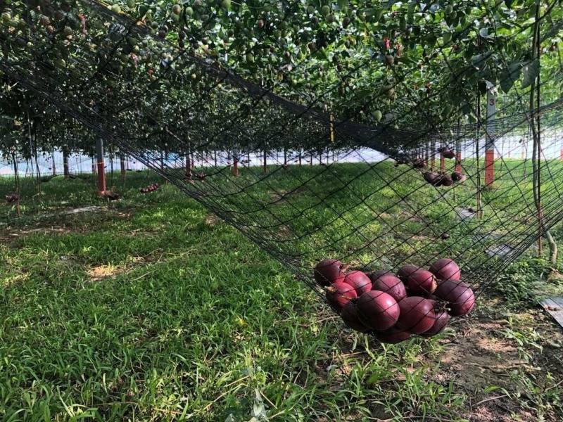 百香果是藤本植物，台灣主要的栽培品種是「台農1號」，常見的栽培方式是讓藤蔓於水平棚架生長，當果實掛果至自然成熟後，自行掉落在棚架下事先架設的吊網中，再用水盆集中撈取。（農業部提供）