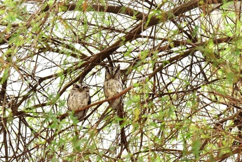 屏東大學校園內綠樹成蔭，自然生態豐富，棲身校園的野生鳥類族群數量繁多，還有一對領角鴞常駐。（屏東大學提供）
