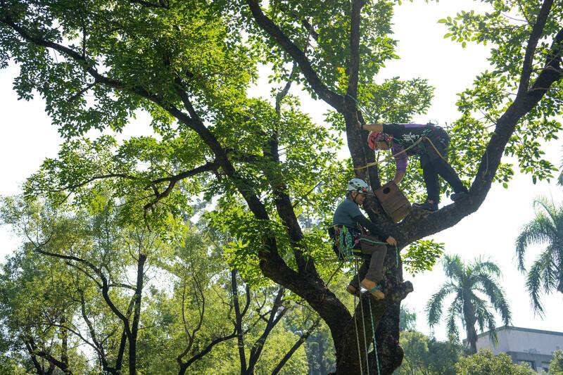 屏科大攀樹社教練及學生9日支援屏東大學自然生態觀察社，在屏大屏商校區挑選出的3棵樹木上架設巢箱，盼吸引鳥類繁殖，並進行生態監測觀察。