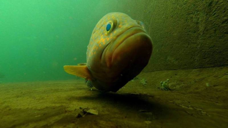農業部水產試驗所表示，新列入研發人工培育的深海魚種包括赤石斑等，其數量原本就不多，若能人工培育成功，會比目前已可人工養殖並屬高單價的龍膽石斑價值更高。（水試所提供）