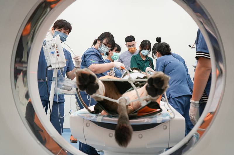 國立屏東科技大學附設獸醫教學醫院城中院區購置啟用160切全新電腦斷層掃描（CT）設備，床台可承重300公斤，9日為高雄市壽山動物園母獅布蕾檢查。