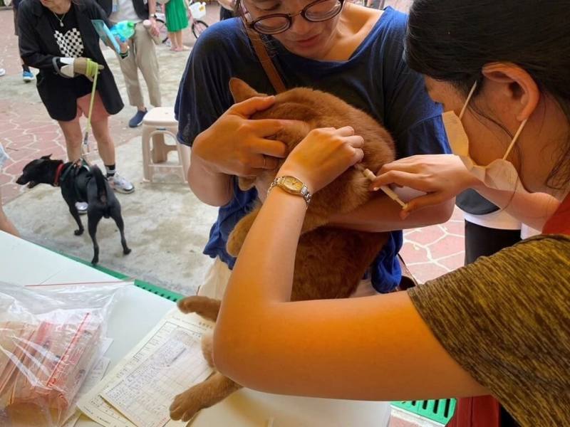 新北市動保處提醒貓咪飼主，115年1月1日起，未幫愛貓植入晶片並完成寵物登記，將依動物保護法裁處新台幣3000元至1萬5000元罰鍰。（新北市動保處提供）