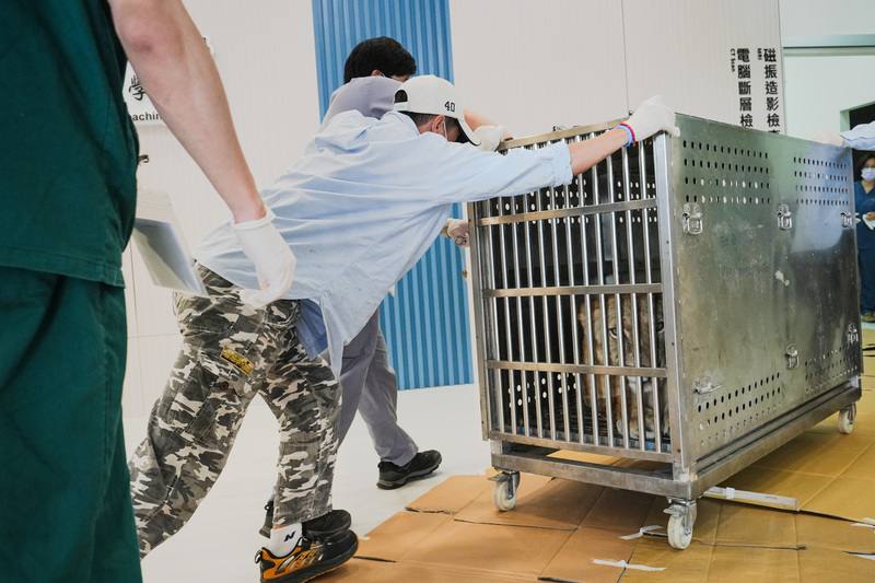 高雄市壽山動物園13歲母獅布蕾近期出現血尿等異狀，為釐清是否有潛在疾病，園方9日送到國立屏東科技大學附設獸醫教學醫院進一步檢查。