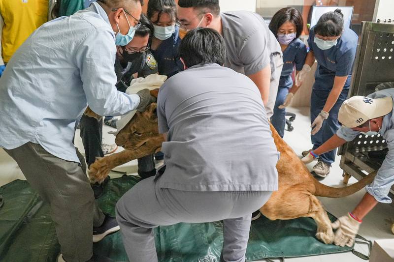 國立屏東科技大學附設獸醫教學醫院與高雄市壽山動物園醫療人員9日合作，為母非洲獅布蕾檢查，在確認麻醉發揮效用後，眾人合力抬布蕾到全新電腦斷層掃描（CT）床台。