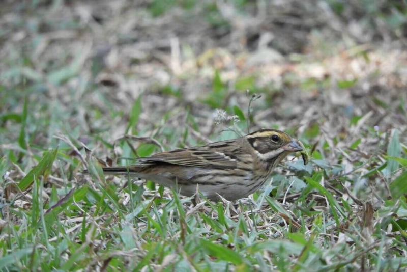 稀有候鳥黃眉鵐被發現出現在國立自然科學博物館戶外草坪，科博館10日提醒鳥友，應理性賞鳥，不要為了拍攝而干擾候鳥停棲，應守護難得的嬌客。（科博館提供）
