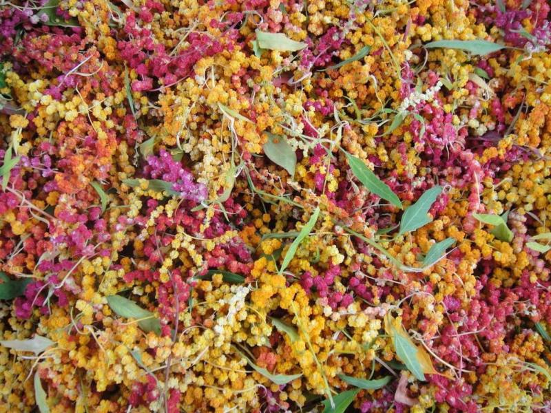 中山大學生物科學系助理教授劉世慧長期投入台灣藜研究，團隊近日以國際通用的BBCH擴展編碼系統建立首套專屬台灣藜的標準化生長代碼，不僅為農業管理提供精準工具，更對品種育成、基因型研究與文化保存具深遠意義。（中山大學提供）