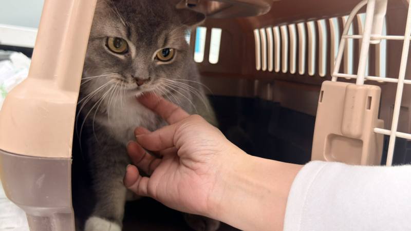 彰化市有貓園業者涉不當飼養未限期改善，41隻品種貓被彰化縣動物防疫所沒入，給予醫療及妥善照護後開放抽籤認養。12日上午第1場次開放認養6隻貓，民眾報名踴躍，有4隻貓咪成功被認養。（民眾提供）