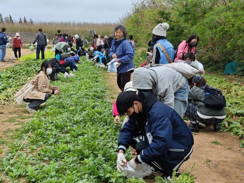 澎湖縣湖西鄉公所13日主辦「來趣湖西~山海食旅活動」探索山林與海洋，親子參與者在寒風中體驗採青菜與扒貝殼，享受豐盛生態饗宴。（澎湖湖西鄉公所提供）