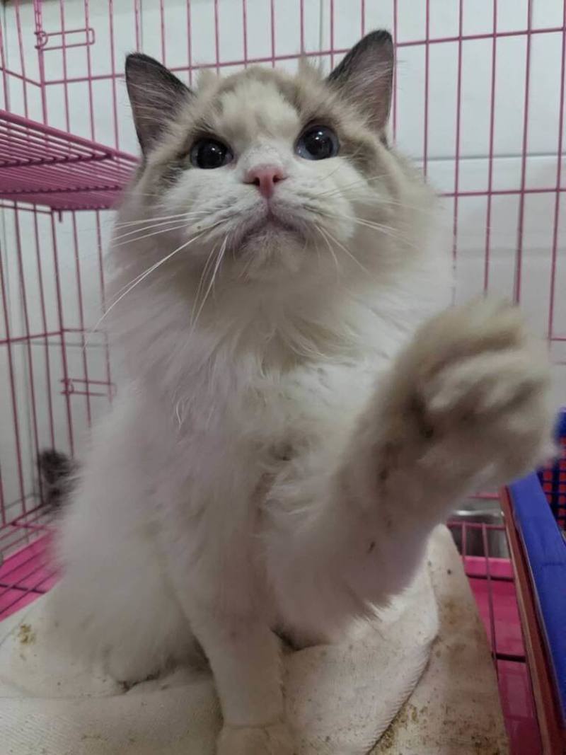 新竹縣動物保護防疫所查獲非法繁殖業者，沒入29隻品種貓，19日將舉辦「溫暖聖誕－貓貓相伴」認養活動，僅限年滿18歲、設籍或居住於新竹縣的縣民優先，每人限領養1隻。（新竹縣動保所提供）