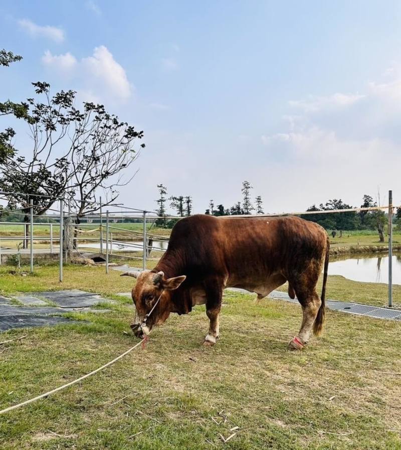南投近期發現一頭黃牛受虐，造成多處受傷，11月上旬被送到台南市「老牛的家」後，逐步恢復健康。（台南市政府提供）