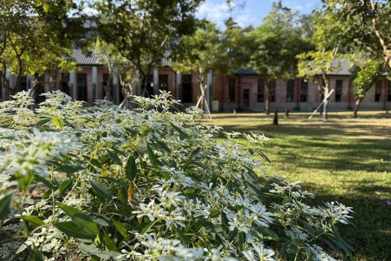 台南山上花園水道博物館園區內栽種的雪花木進入盛開期，純白花海與紅磚百年建築相互映襯。（台南市文化局提供）