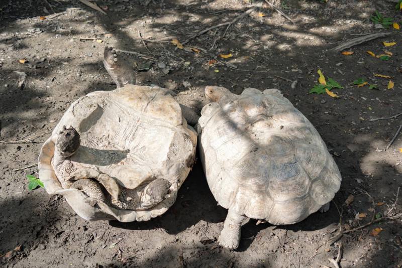 近期有人在網路分享園內有蘇卡達象龜被拱「翻車」畫面。台北市立動物園15日表示，象龜會為了爭奪或捍衛地盤，對具威脅性對象推擠，讓其翻車。（台北市立動物園提供）