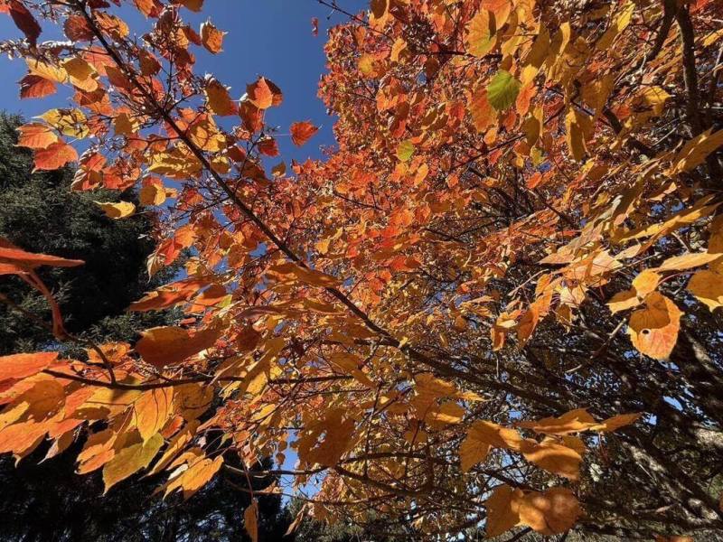 海拔約2610公尺的玉山國家公園塔塔加地區近期楓紅大爆發，玉管處18日提醒賞楓民眾，山區溫度低，上山務必帶足夠保暖衣物、注意行車安全。（玉山國家公園管理處提供）