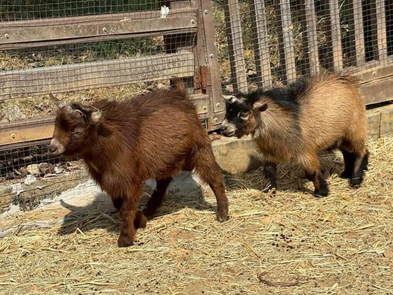 （中央社記者蔡孟妤高雄18日電）歲末年終，壽山動物園近期陸續有鵜鶘、侏儒羊、庫你庫你豬、兔豚、長毛昏倒羊等動物進駐，預計明年初也將有新動物加入，持續豐富壽山動物園的動物種類與多樣性。

觀光局長高閔琳表示，近期園區除增加既有動物物種數量，也有10種新動物陸續報到，邀請市民與遊客到園區探訪動物新成員，認識動物的習性與知識。

壽山動物園今天發布新聞稿指出，全身雪白且體型龐大的鵜鶘以吃魚維生，有巨大的嘴巴，嘴下帶有一喉囊可自由伸縮，目前在園區的「友禽天地」與孔雀等禽鳥共處，每天下午保育員餵食時間最容易