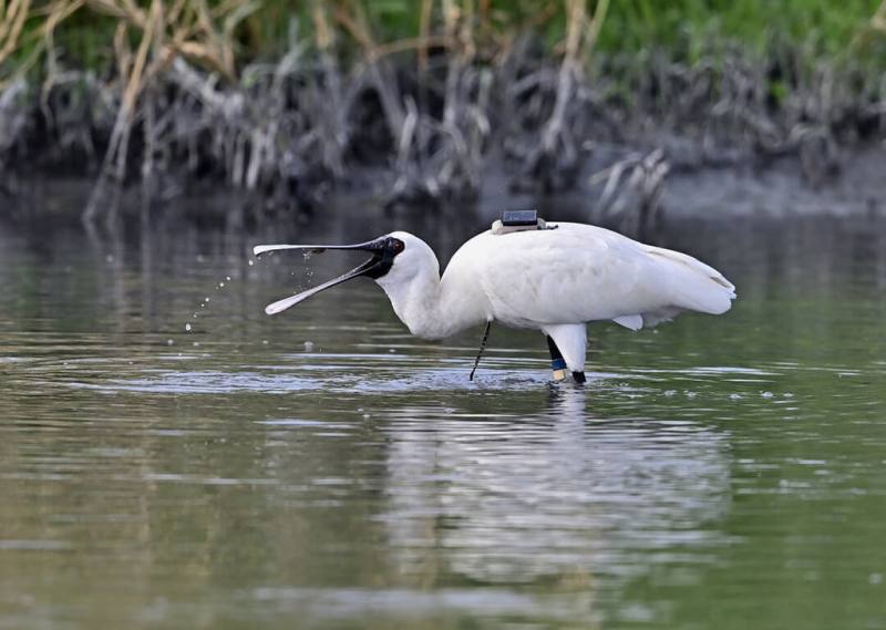 台東市太平溪下游目前進行疏濬工程，雖然工程吵雜，但溪流中卻有1隻黑面琵鷺不受影響，用扁平嘴喙在水面擺動，尋找水中魚蝦，吸引鳥友注意；原來是2年前在韓國繫放編號「12E」的黑面琵鷺。（莊姓鳥友提供）
