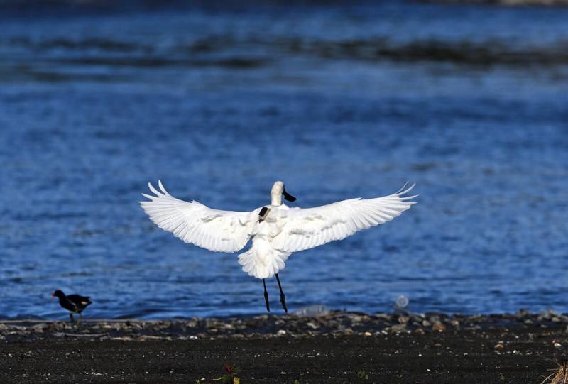 2年前在韓國繫放編號「12E」的黑面琵鷺，近日出現在台東市太平溪出海口，背著發報器飛越1700公里，展現驚人飛行能力。（莊姓鳥友提供）