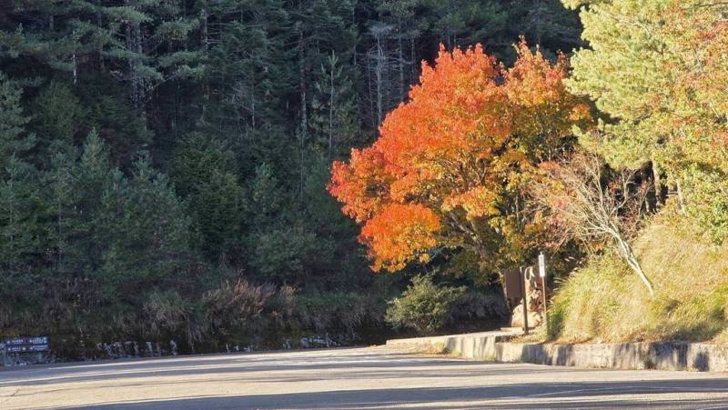 冷空氣一波波南下，大雪山國家森林遊樂區楓紅已達8成，楓葉顏色持續加深，即日起至耶誕節前後皆為最佳觀賞時間。（周金陵提供）