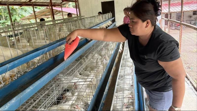 菲律賓家扶中心在塔爾火山危險半徑7公里高風險區域內一座村莊，建成大型雞舍，近日進駐800隻蛋雞，協助村民在災後復原。圖為村民照料雞隻。（菲律賓家扶中心提供）