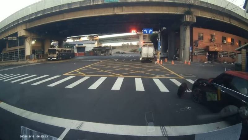 新北市三重區16日有一輛汽車要迴轉時，2度碾壓一隻黑狗，所幸黑狗尚能行走、無大礙。新北市動保處在三重警分局協助下已查獲肇事車主，將依法開罰。（新北市動保處提供）
