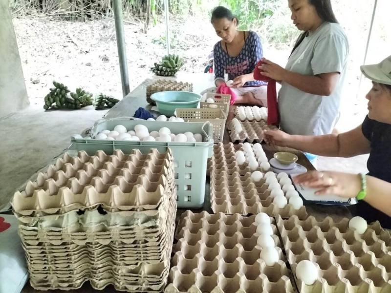 菲律賓家扶中心在塔爾火山危險半徑7公里高風險區域內一座村莊，建成大型雞舍，近日進駐800隻蛋雞，協助村民在災後復原。圖為村民包裝雞蛋準備出售。（菲律賓家扶中心提供）