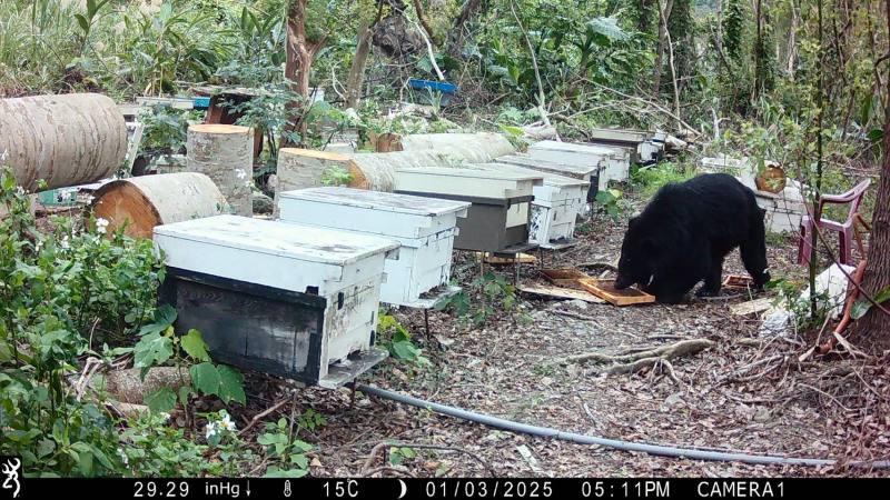 黑熊於蜂場偷吃蜂蜜