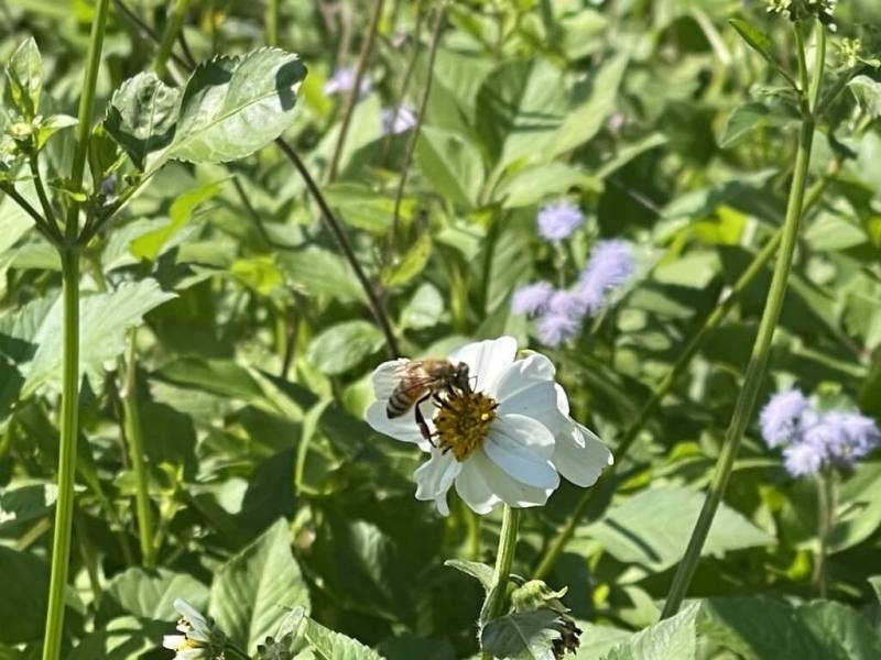 農業部農業藥物試驗所2010年成立符合優良操作規範的GLP（Good Laboratory Practice）實驗室，提供具公信力的毒理試驗服務，也是目前全台唯一可驗蜜蜂毒性的單位。（農藥所提供）