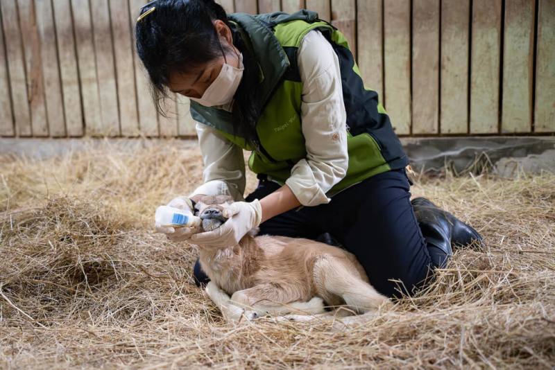 台北市立動物園表示，日前在自然繁殖下誕生的極度瀕危物種弓角羚羊寶寶，在母親慌張未育幼下由保育員哺育，且須從嘴巴側邊餵奶，才能激發弓角羚羊寶寶展現類似咀嚼的擠奶動作來喝奶。（台北市立動物園提供）