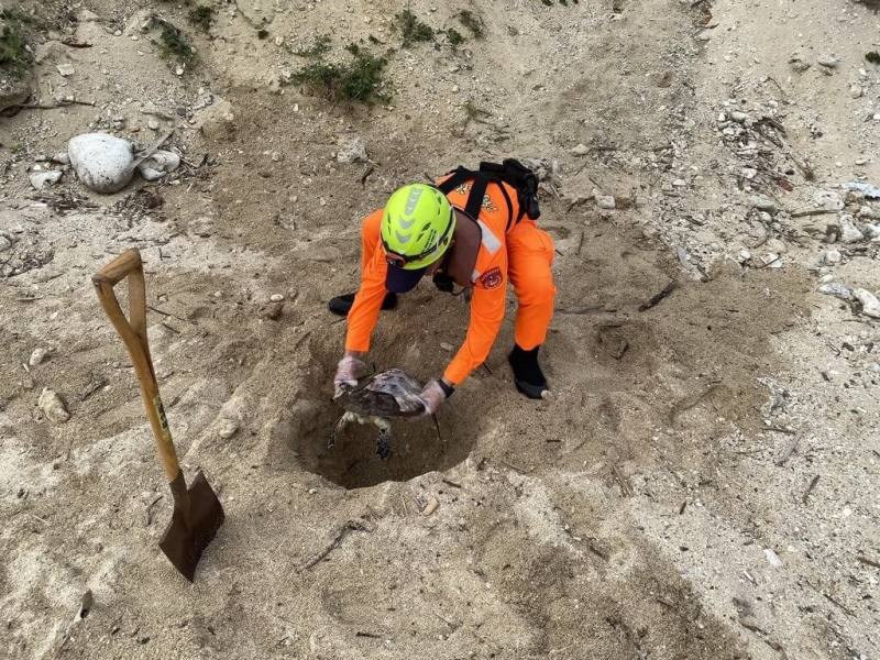 屏東小琉球花瓶岩附近24日發現一隻死亡海龜，經海洋保育類野生動物救援組織網（MARN）判斷，個體為玳瑁青少龜死亡擱淺，因屍體腐敗已無學術價值，交由海巡人員現地掩埋。（海洋保育署提供）