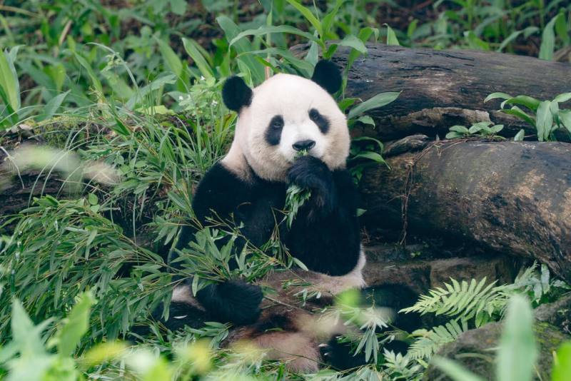 大陸冷氣團來襲，台北市立動物園內平常總是互相打鬧的棕蜘蛛猴開始「抱團取暖」，非洲象也得吹暖氣，不過大貓熊卻充滿活力。圖為在戶外活動區玩耍的大貓熊「圓寶」。（台北市立動物園提供）