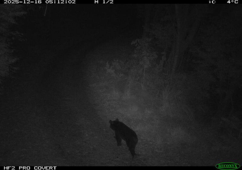 台中市梨山地區佳陽部落旁產業道路於12月中旬捕捉到台灣黑熊出沒影像，為梨山地區大甲溪南岸首次記錄。（林業及自然保育署台中分署提供）