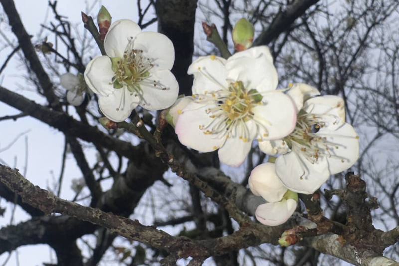 近日台南地區氣溫降低，位於楠西區的梅嶺風景區梅花已開始綻放。（陳居峰提供）