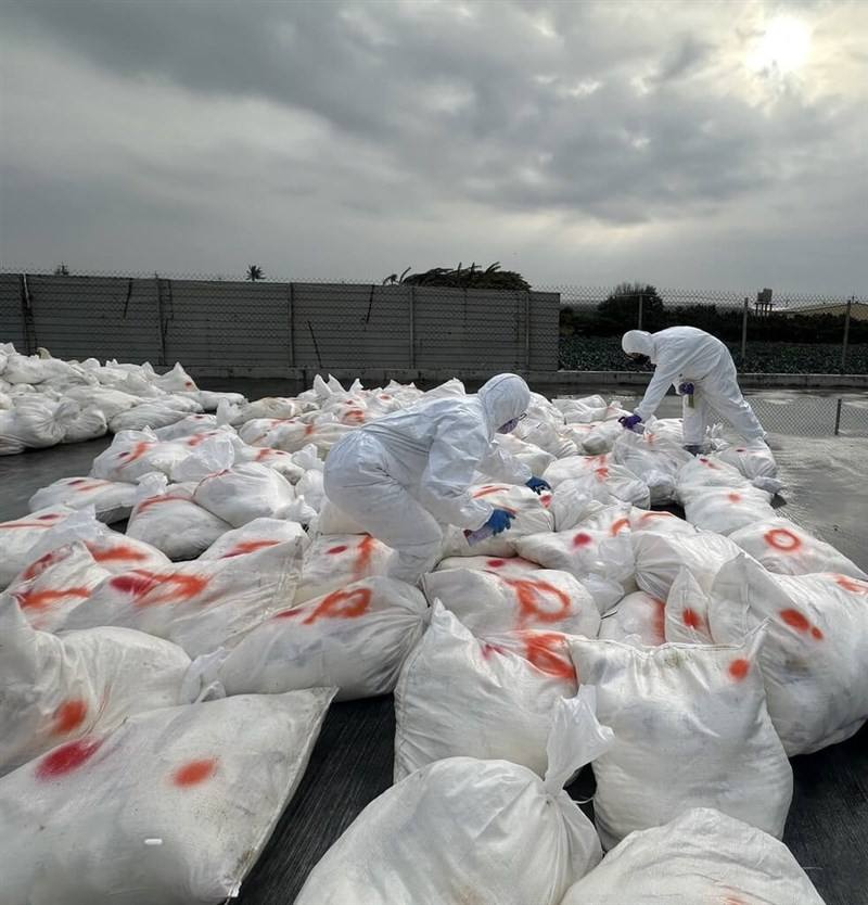Changhua County authorities mark bags of culled hens at a poultry farm in the county's Fangyuan Township on Saturday, where some of the birds were confirmed as having been infected with the H5N1 virus. Photo courtesy of Changhua County government