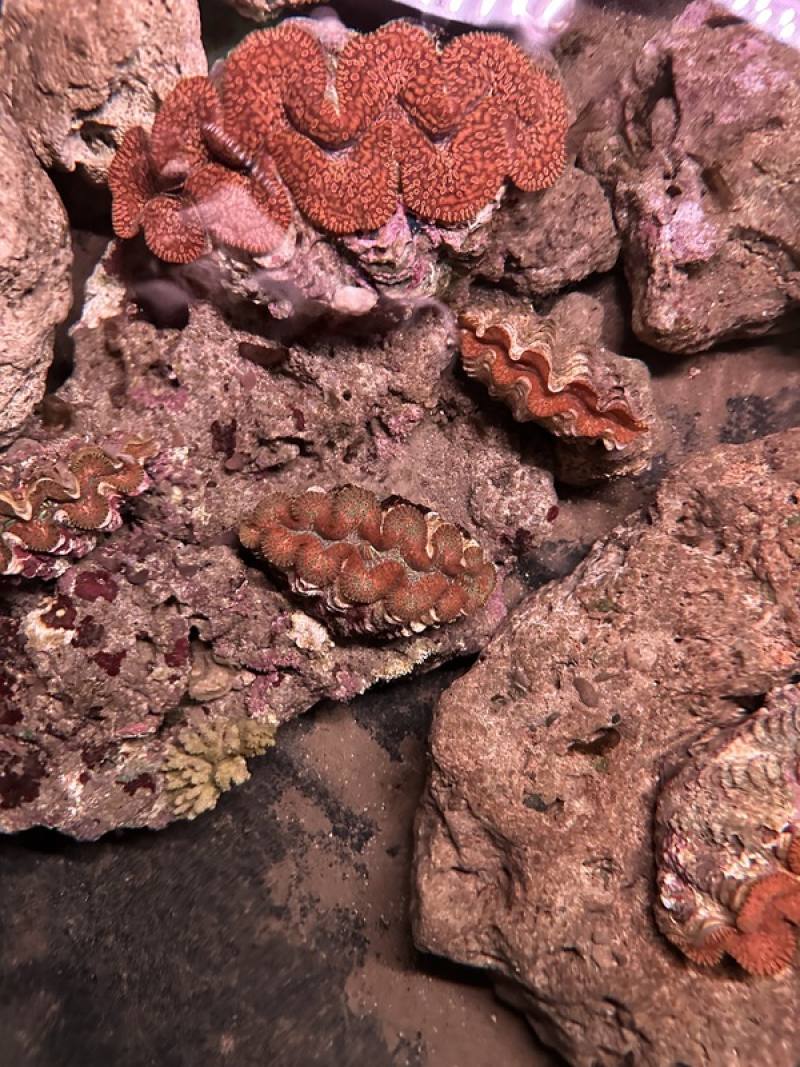 花蓮豐濱鄉石梯坪潮間帶與火山岩礁孕育多樣生態，其中最珍貴的就是被稱為「海中玫瑰」的硨磲貝。港口社區發展協會成立石梯坪硨磲貝復育試驗基地，成為東海岸重要的海洋保育示範場域