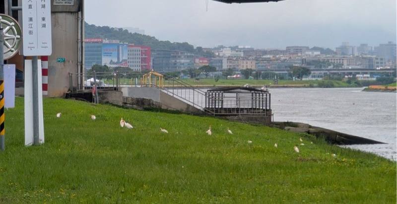 Following the removal of the invasive Egyptian Sacred Ibis, Native Yellow Bitterns Freely
