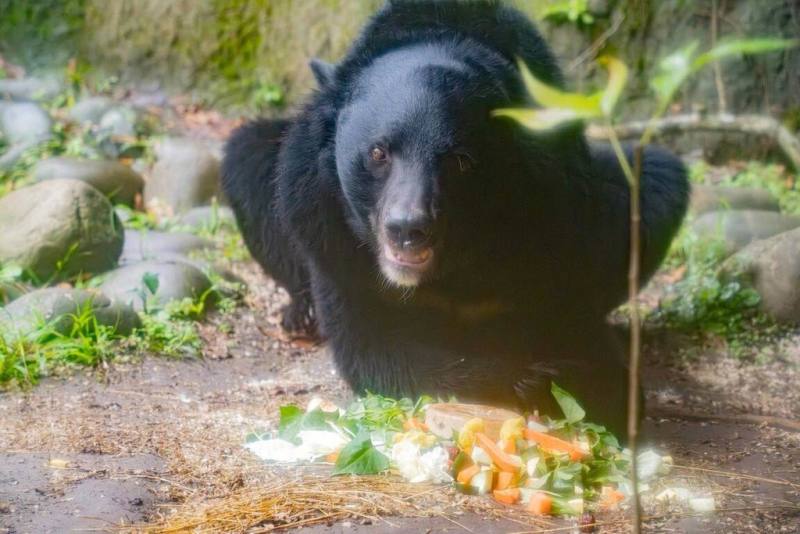 台北市立動物園內亞洲黑熊「黑糖」慶祝17歲生日，園方以當令蔬果製作蛋糕，滿足牠以植物為主食的雜食性需求。（台北市立動物園提供）