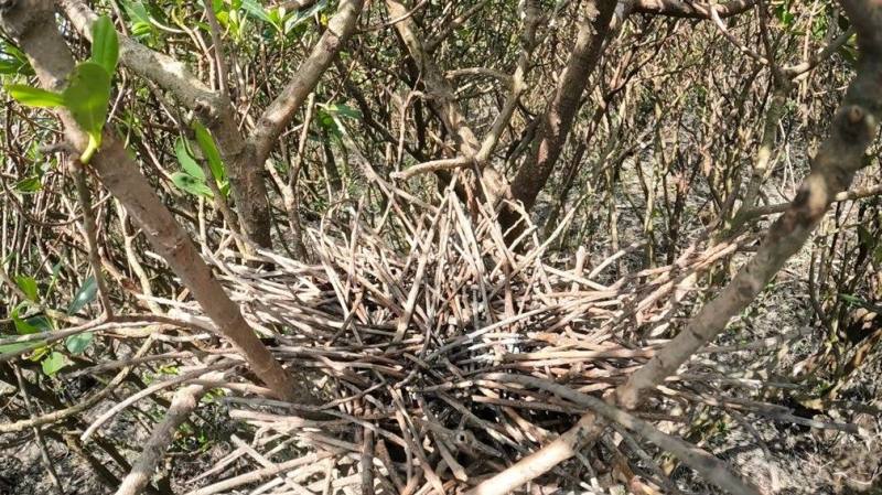 Egyptian Sacred Ibis' nets made of twigs, showing no presence of birds or newly laid eggs