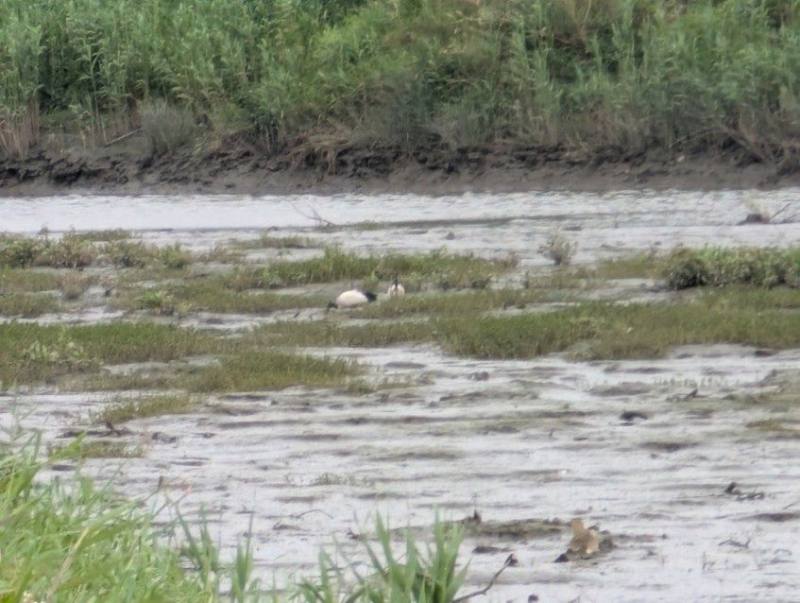 Recorded Sightings of the Egyptian Sacred Ibis in the Wild in Taipei City