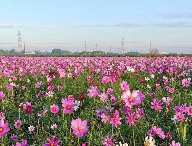 彰化縣政府推動冬季裡作期間種景觀作物計畫，與鄉鎮市農會合作，鼓勵農民休耕期種花卉，花海美景結合農遊體驗，邀民眾賞美景遊農村，圖為田中鎮望高瞭花海專區。（彰縣府提供）