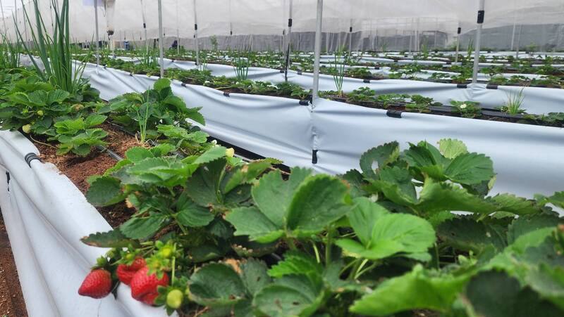 澎湖首座「秧米草莓園」3日開園，民眾可入園採摘，未來將以網路預約制方式營運，並規劃園區導覽、草莓生態解說、草莓及香草盆栽體驗