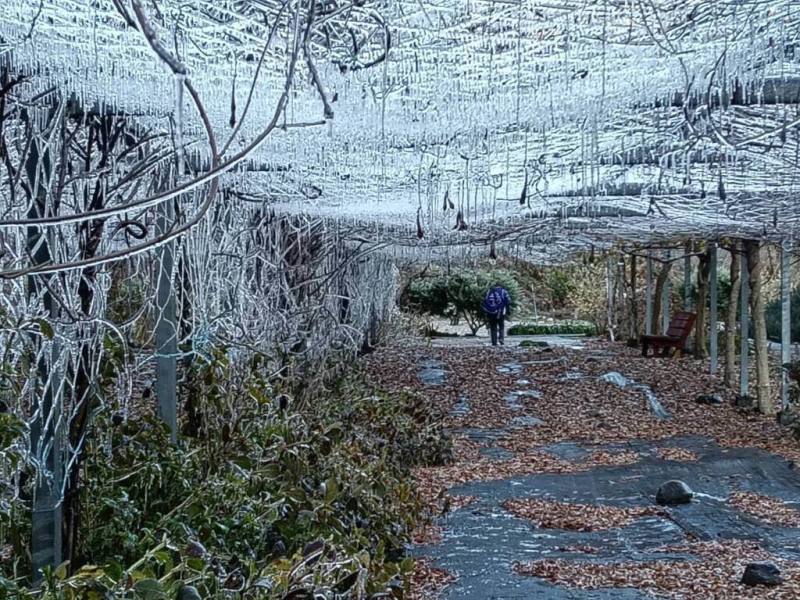 武陵農場3日清晨出現低溫攝氏零下1.2度，武陵農場內藤花園美麗冰晶簾再現。（武陵農場提供）